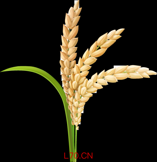 【AI播客】持续降温！托市小麦成交降至八成